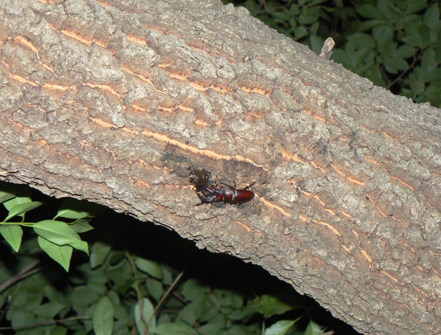 団地前のクヌギ_新たな樹液にノコギリクワガタ 5月半ばの出現 今期4回目の遭遇 2021年5月15日20時20分頃 気温21度